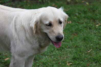 Goldendoodle Mama Amy