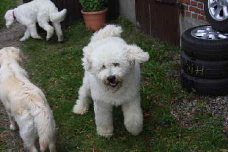 Goldendoodle Papa Nero