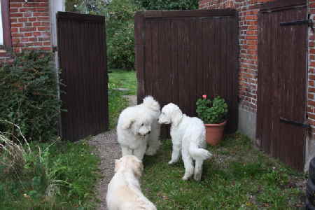 Goldendoodle Papa Nero