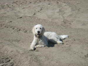 Goldendoodle Sheela am Strand