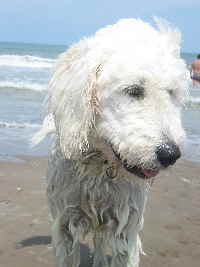 Goldendoodle Sheela am Strand