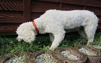 Goldendoodle Sheela frisst gras