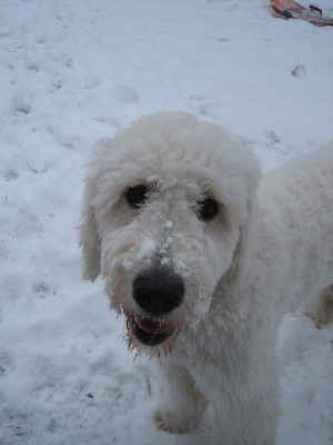 Goldendoodle Sheela im Winterurlaub