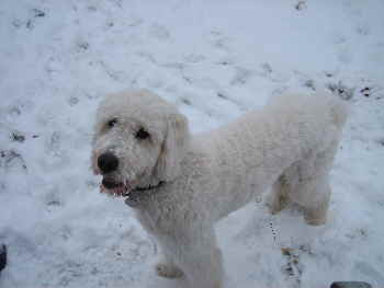 Goldendoodle Sheela im Winterurlaub