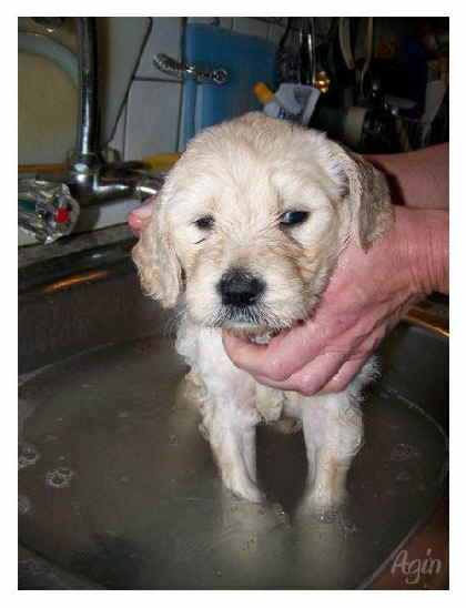 Goldendoodle Agin 