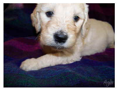 Goldendoodle Agin