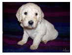 Goldendoodle Alina