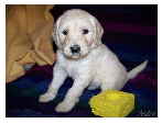 Goldendoodle Andra