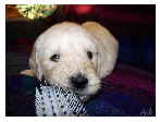 Goldendoodle Arik