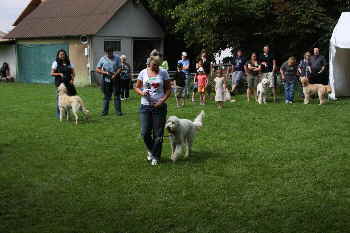 Goldendoodles Catwalk 1