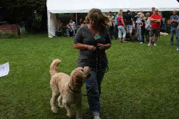 Goldendoodles Catwalk 11