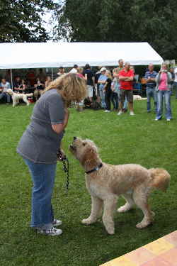 Goldendoodles Catwalk 12