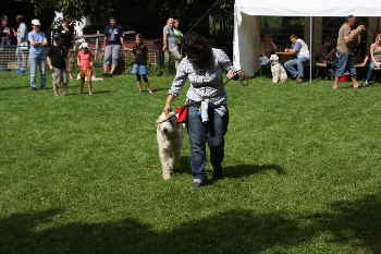 Goldendoodles Catwalk 2