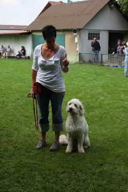 Goldendoodles Catwalk 3