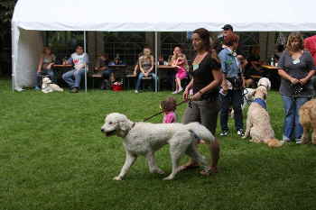 Goldendoodles Catwalk 5