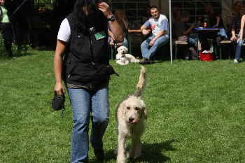 Goldendoodles Catwalk 6