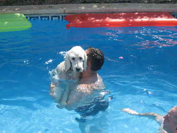 Gooldendoodle Sheela im Pool 