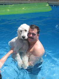 Gooldendoodle Sheela im Pool