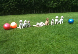 Gruppenbild Hudne vom Doodlecamp 2013