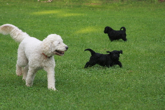 Doodel Babys Spielen gemeinsam mit Goldendoodle Sheela