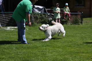 Lustige Bilder Goldendoodle