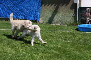 Lustige Bilder Goldendoodle