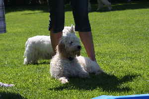 Goldendoodle, Labradoodle, Hovadoodles  spielen