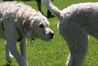 Labradoodle Treffen