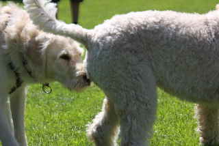 Labradoodle Treffen