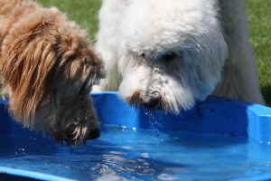 Goldendoodle, Labradoodle, Hovadoodles  spielen