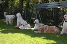 Goldendoodle im Platz