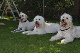 Goldendoodle im Platz