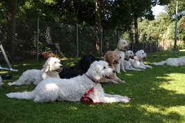 Goldendoodle im Platz