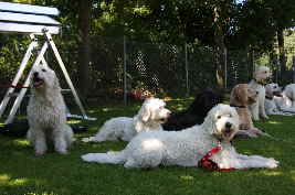 Goldendoodle im Platz