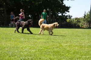 Goldendoodle, Labradoodle, Hovadoodles  spielen