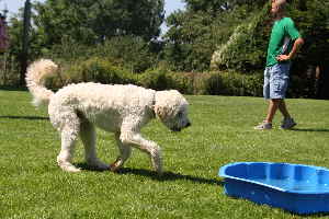 Goldendoodle trinkt