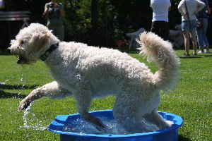 Goldendoodle trinkt