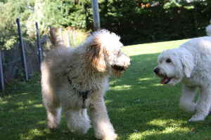 Goldendoodle trinkt