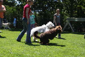 Doodle Hunde spielen