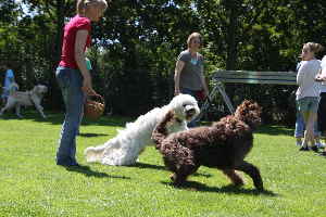 Doodle Hunde spielen