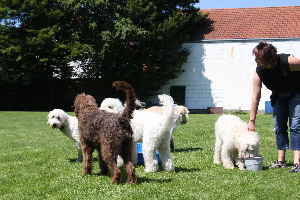 Goldendoodle trinkt