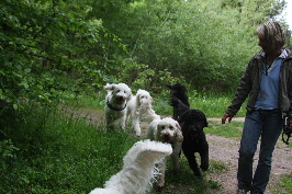 Alle Goldendoodles rennen um die Kurve