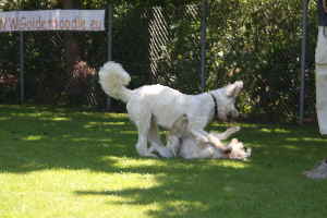 Goldendoodles Hunde spielen