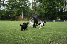 Cheffe rennt mit seinen Babys ber den Platz