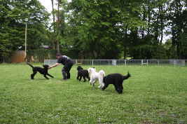 Wir spielen auf dem Hundeplatz