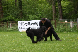 Raufen auf der Wiese