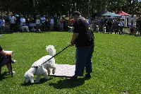 Golden Doodle Wackelbrett