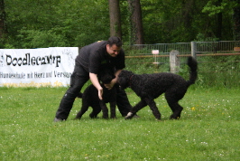 Cheffe spielt mit den Schwarzen Hunden