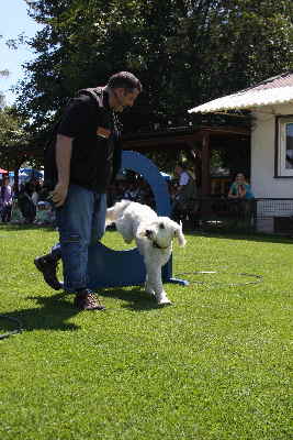 Der Steg Goldendoodle, Labradoodle, Hovadoodle