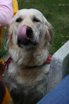 Goldendoodle Mama  Amy